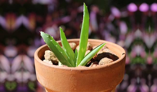 How to Care for Aloe Vera at Home