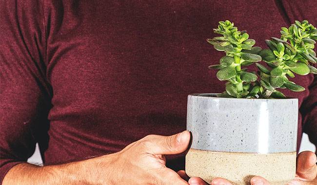 How to Care for Crassula at Home
