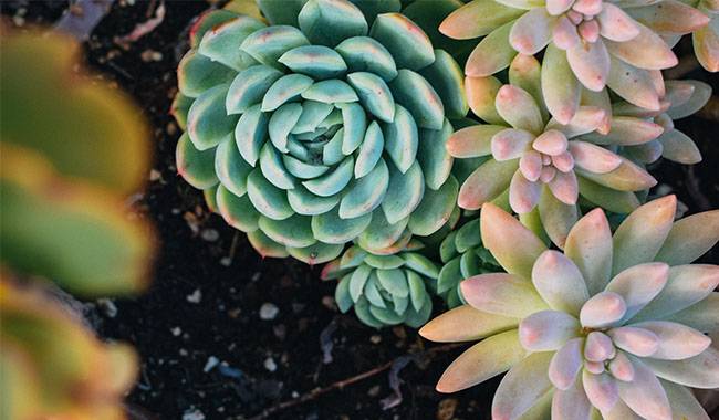 How to Care for Echeveria at Home