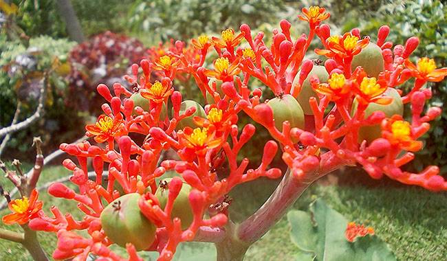 How to Grow Jatropha Plant(Nettlespurge) at Home