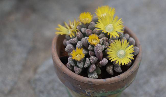 How to Grow Titanopsis Plant Planting, Care, And Common Problems