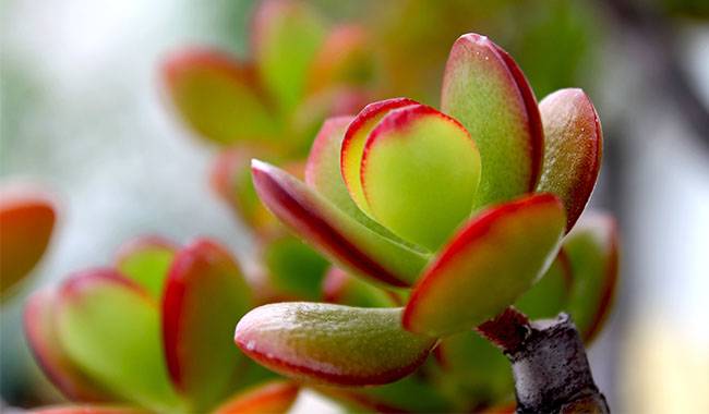 How to Grow and Care for Crassula Plant (Pigmyweeds)