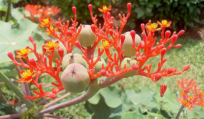 How to Take Care of Jatropha Plants at Home