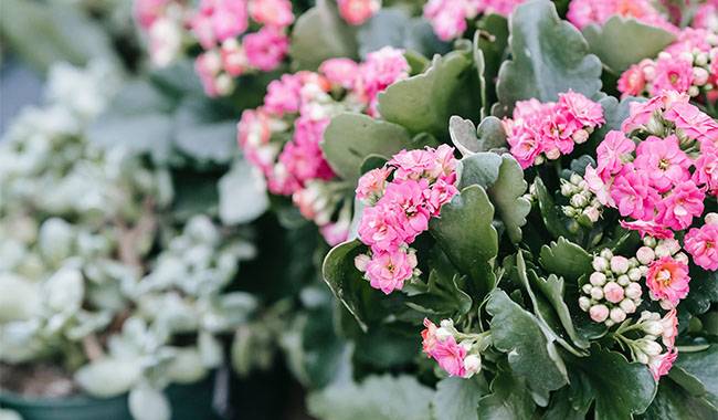 How to Take Care of Kalanchoes At Home