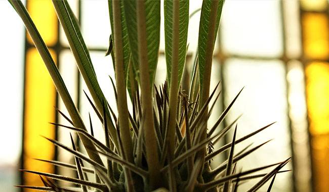 How to Take Care of Pachypodium Plants at Home