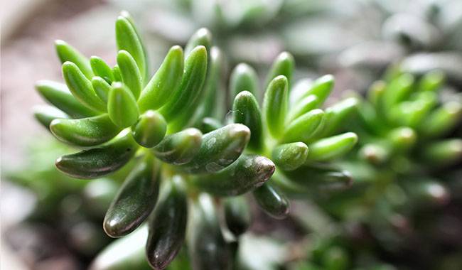 How to Take Care of Sedum Plants at Home