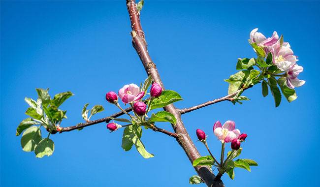 Spring And Summer Pest Control For Apple Trees - Diseases Of Apple Trees