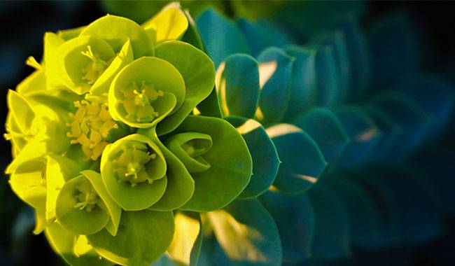 Spurge Plant (Euphorbia) Growing Guide