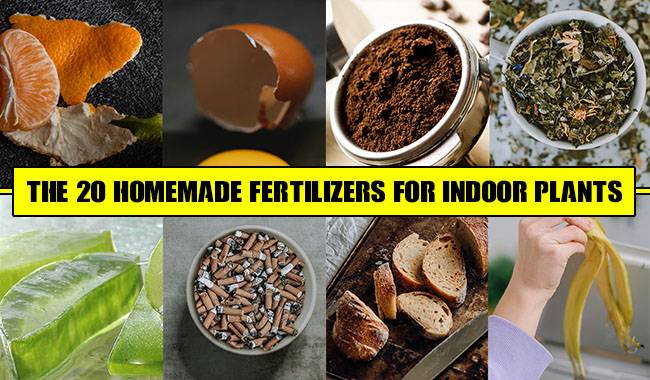 The 20 Homemade Fertilizers For Indoor Plants
