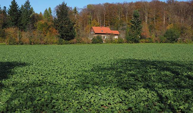The Beginner's Guide For Growing Green Manure Crops In Winter