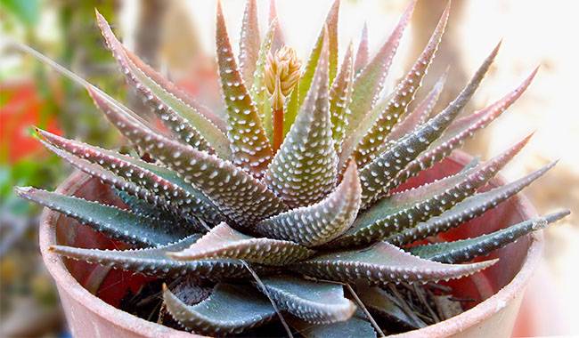 What Is Gasteria Plant How to Grow And Care For It