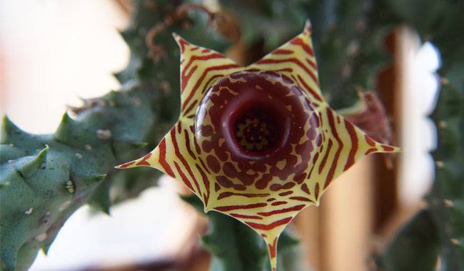 What Is Huernia Plant How To Grow And Care For It