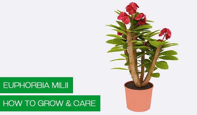 What Is The Euphorbia Milii Plant How To Grow And Care For It