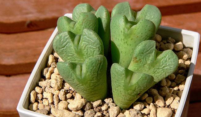 What is Conophytum Plant How to Grow and Care for it