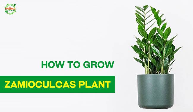 Zamioculcas (Emerald Palm) How to Grow and Take Care of it at Home