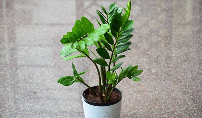 Zamioculcas Is a Low-growing Herb