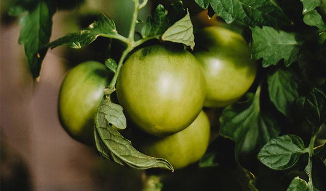 5 Tomato Growing Mistakes