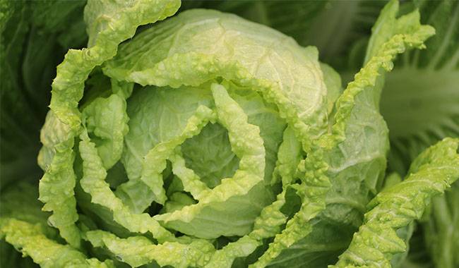 Cabbages - Salad Vegetables