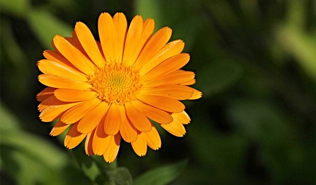 Calendula Officinalis - The 7 Suitable Herbs Plants for Your Garden