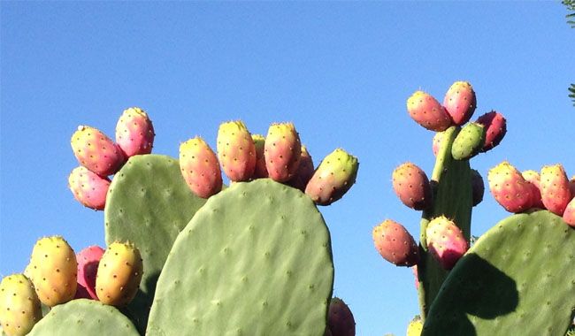 Caring For Opuntia (Prickly Pear) at Home