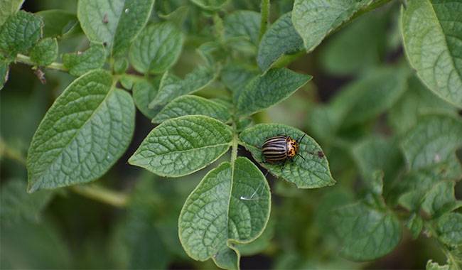 Colorado Potato Beetle Can Produce 2-4 Generations