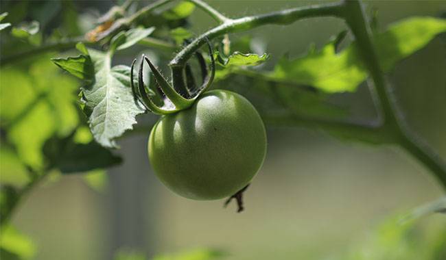 Common Mistakes Gardeners Make When Caring For Tomatoes