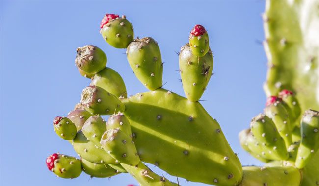Conditions for Growing Opuntia (Prickly Pear) Indoors