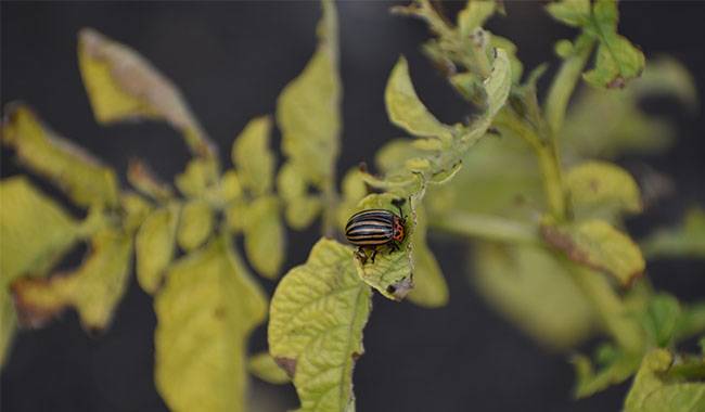 Control Measures For Colorado Potato Beetle