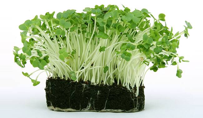 Garden Cress - Salad Vegetables