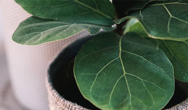 Growing Conditions for Indoor Banyan Plant Trees
