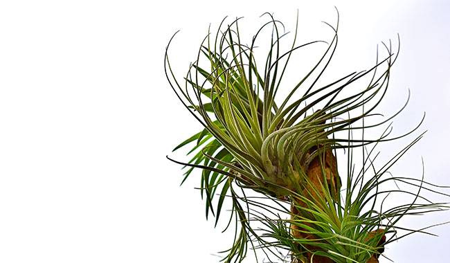 Growing Conditions for Tillandsia Indoors