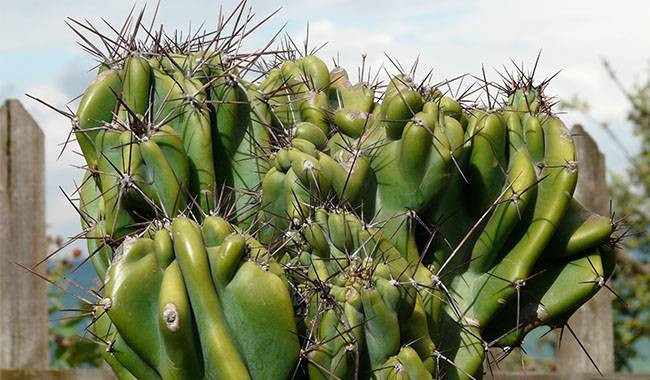Cereus Aethiops ~ Amazing Edible Fruit ~ Cacti Succulent Shrub ~ Rare Seeds 