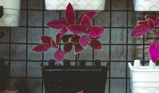 How to Adjust The Care of The Coleus Plant in Winter