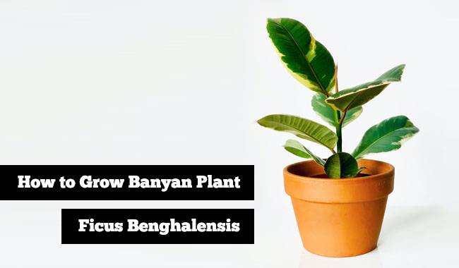 How to Grow Banyan Plant(Ficus Benghalensis)