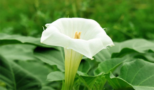 How to Grow Brugmansia (Angels Trumpet)