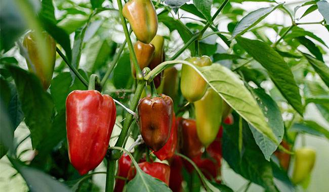 How to Grow Peppers (Capsicum) its Benefits and Harvest