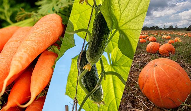 How to Harvest Carrot, Cucumbers, and Pumpkins Correctly
