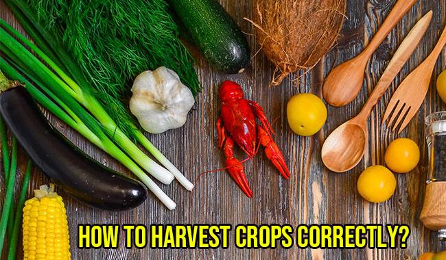 How to Harvest Crops Correctly Cut Off, Tear Off, Pinch Off