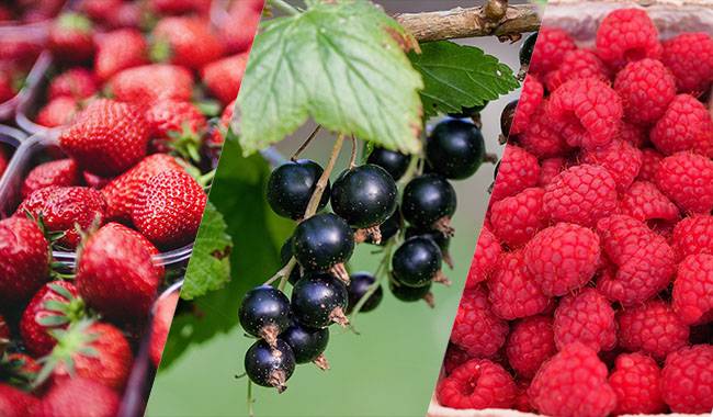 How to Harvest Strawberries, Currant, and Raspberries Correctly