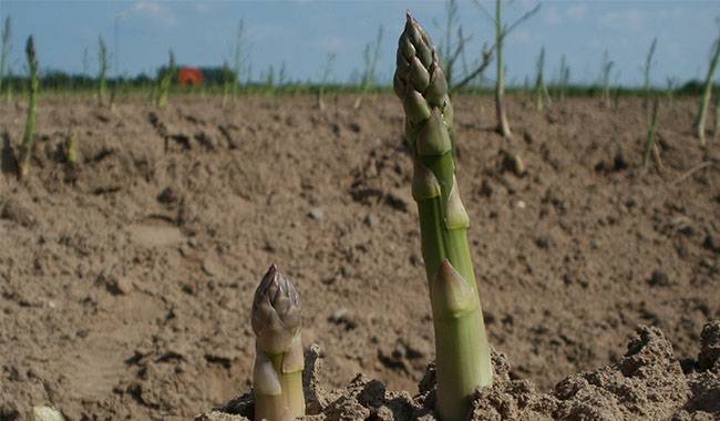 How to Plant Asparagus in Your Garden