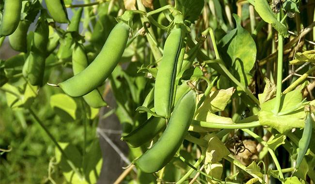 How to Plant Peas Growth, Variety and Care