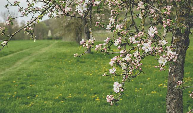 How to Protect Cherry Trees from Birds