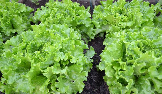 Lettuce - Salad Vegetables