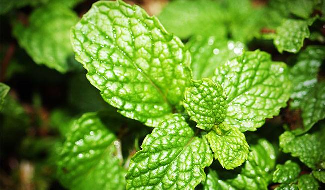 Mint - The 7 Suitable Herbs Plants for Your Garden