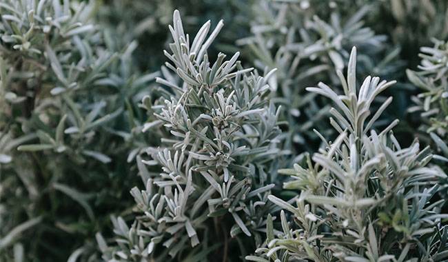 Mugwort - The 7 Suitable Herbs Plants for Your Garden