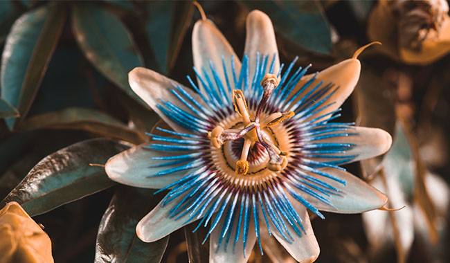 Passionflowers - Fastest-Growing Vine