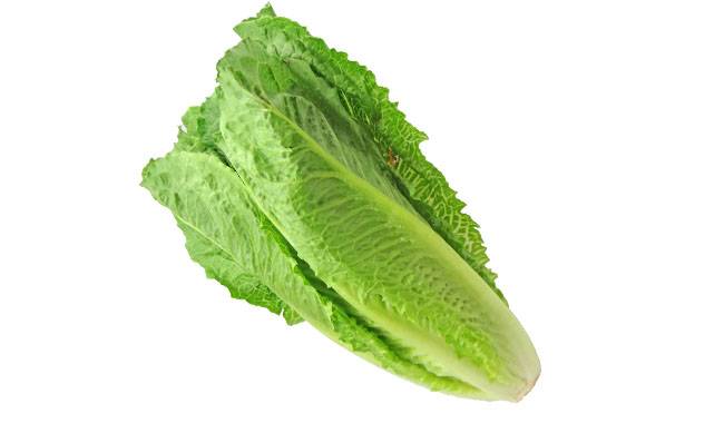 Romaine Lettuce - Salad Vegetables