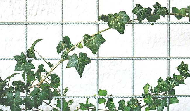 Senecio Macroglossus (wax ivy) - Fastest-Growing Vine