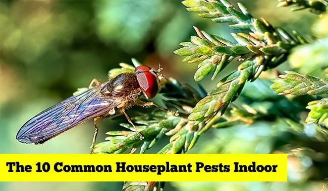 The 10 Common Houseplant Pests Indoor