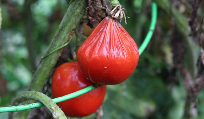 The 11 Prevention and Control Way of Tomatoes Phytophthora(Blight Fungus)
